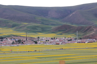金黄花海中的山间村落
