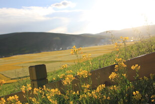 田野黄花与远山的美丽景致