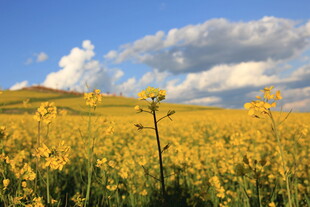 金黄油菜花田与蓝天白云