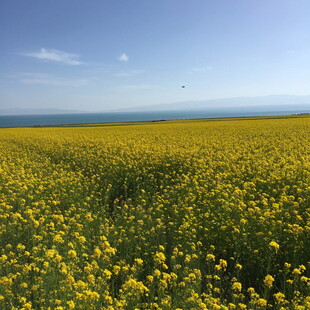 金黄油菜花田与蓝天海景
