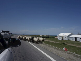 公路上的牛群与草原帐篷