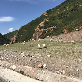 山间草地的羊群风景