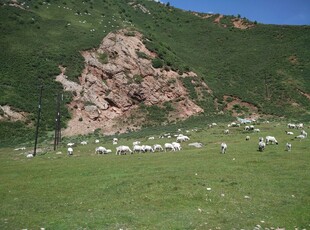 山坡上的羊群与岩石