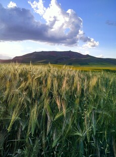 广袤麦田与远处山峦蓝天