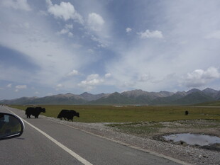 公路边的牦牛风景