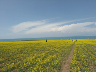 金黄花海中的漫步小径