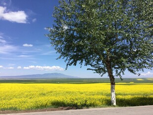 金黄花海中的孤独绿树