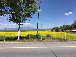 路边金黄油菜田风景