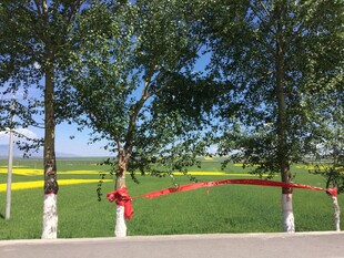 绿树环绕的开阔草地景观