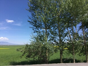 田野旁挺拔的绿树