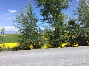 路边绿树与金黄花田美景