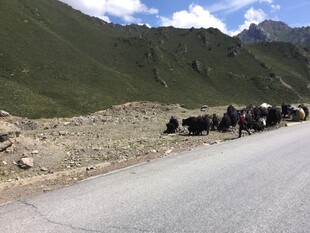 公路上的牦牛群