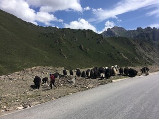 公路旁的牦牛群