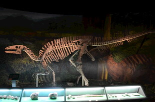 博物馆中的恐龙骨架标本