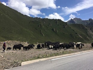 公路旁的牛群与青山