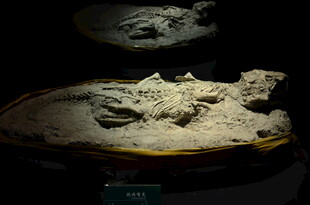 远古神秘化石展示