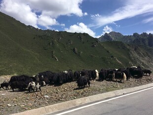 公路旁的牦牛群