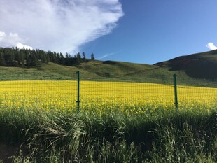 金黄花海与远山蓝天
