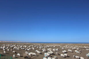 草原羊群与蓝天美景