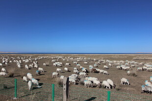 草原羊群放牧景象