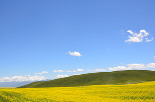 草原上的金黄花海与蓝天
