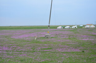 紫色花海中的草原风光