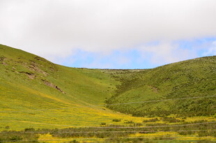 山间绿野 一抹亮丽春色