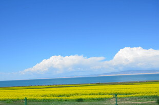蓝天花海 美丽自然景观