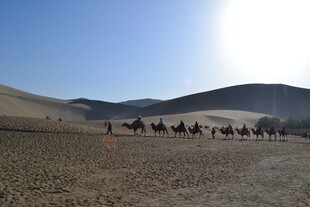 沙漠驼队在阳光下行进