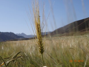 麦田麦穗与远山风景