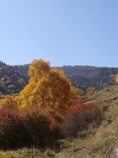 秋日山林斑斓美景