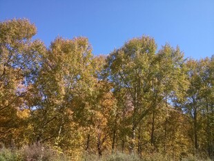 秋日金黄树林蓝天美景