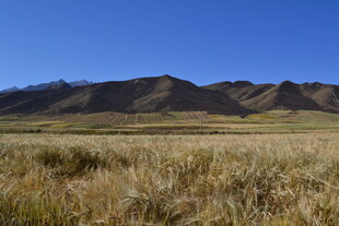 广袤草原与远处山峦景色