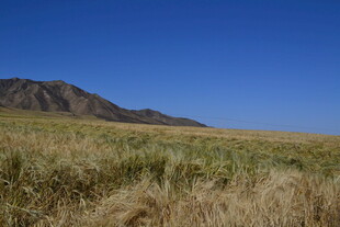 广袤草原与远处山峦风光