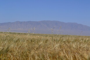 金黄麦田与远处山脉风光