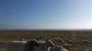 草原羊群与广阔蓝天