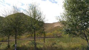 乡村野外的树木与远景