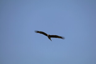 蓝天中展翅飞翔的鸟儿