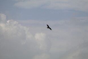 天空翱翔的飞鸟