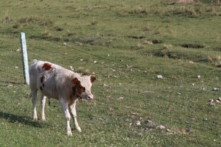 草原上的小牛犊