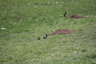 草地上的几只小鸟