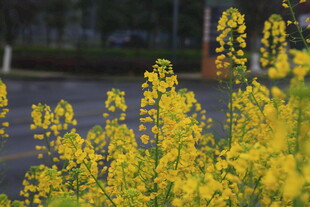 路边绽放的灿烂黄色小花