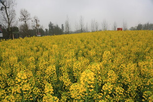 金黄灿烂的油菜花海