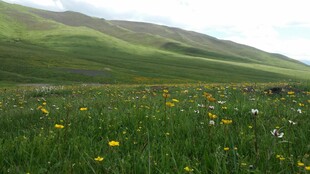 草原花海 绿意盎然的美景