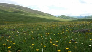 草原花海美景
