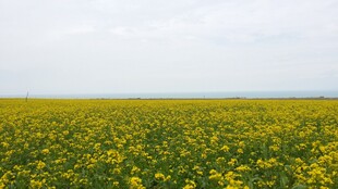 金黄油菜花海 春日美景