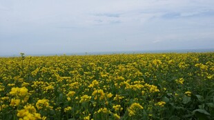 金黄油菜花田美景