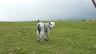 草原上可爱的两只小羊羔