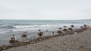 海滩上的众多鸟