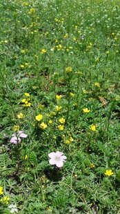 草地中的多彩小花